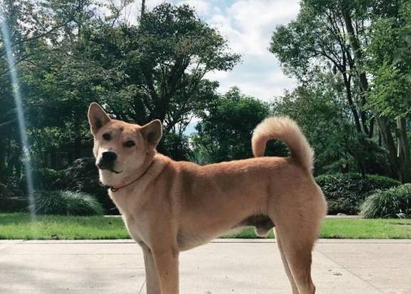 懂这4个规矩的狗狗,才是真的看家狗,不会对家里人大呼小叫