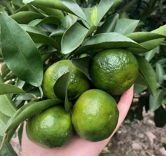 闻起来似青柠吃起来像蜂蜜的桔子桂林清香桔登陆新仙c果