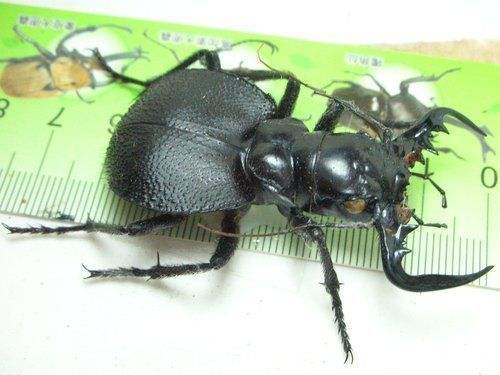 非洲战斗力超强的大王虎甲虫:能干掉老鼠和蜥蜴_手机搜狐网