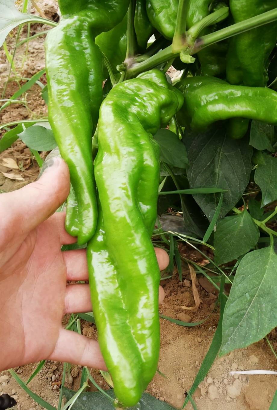 大果龙椒螺丝椒辣椒种子早熟抗病陇椒新品种