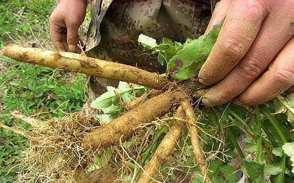 此植物人称"续断",断了能再续,请记住它的样子,"续筋接骨"_手机搜狐网