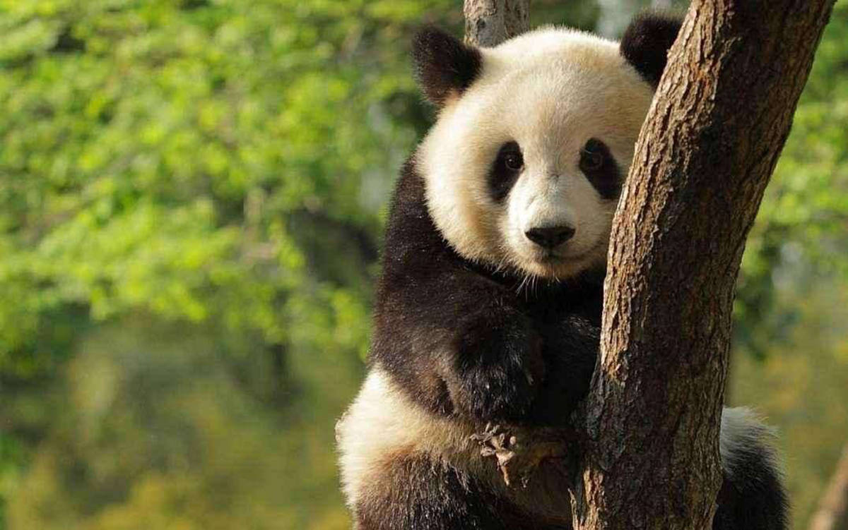 来形容,大熊猫在憨态可掬的外表下面,隐藏着的其实是战斗力爆表的"
