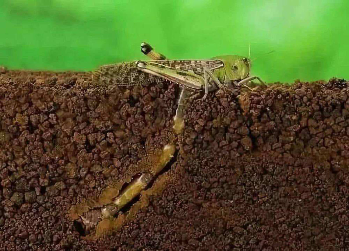 11月4日,非洲蝗灾再次肆虐,大量幼蝗出洞,为何我国少有蝗灾?_蝗虫