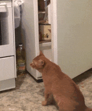 323_389gif 动态图 动图