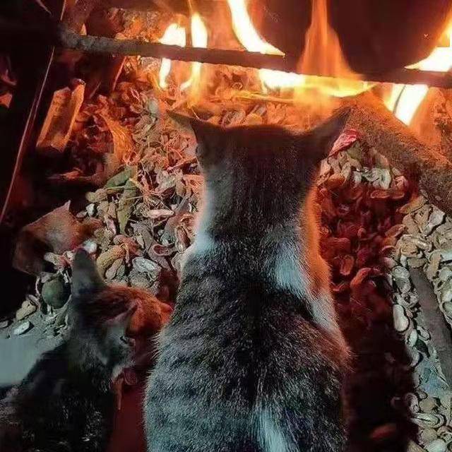 原创流浪猫扎堆烤火胡须烧弯了脸也被烤黑我太怕冷了