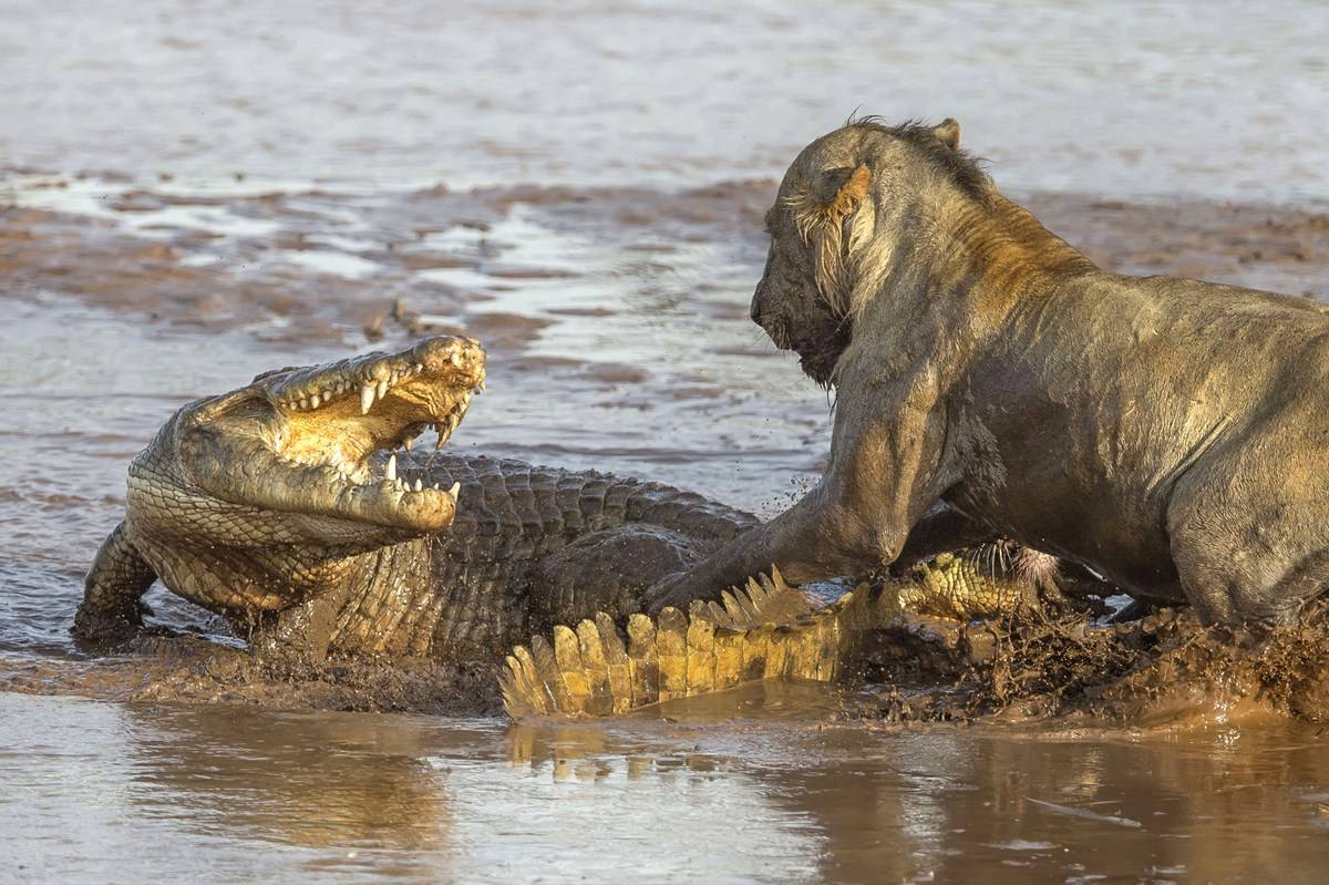非洲摄影师拍摄到一系列狮群与鳄鱼争夺象肉的照片:也太拼了吧_狮子