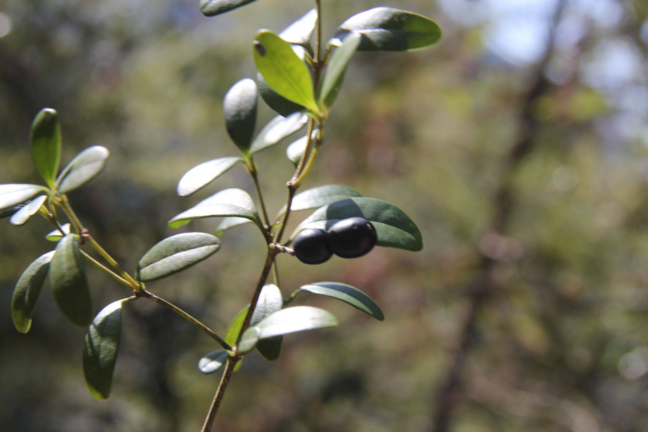 庆元植物1335-夹竹桃科-链珠藤属-链珠藤