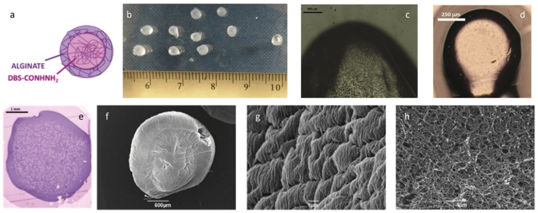 约克大学《德国应化》可催化的自组装超分子杂化海藻酸水凝胶珠