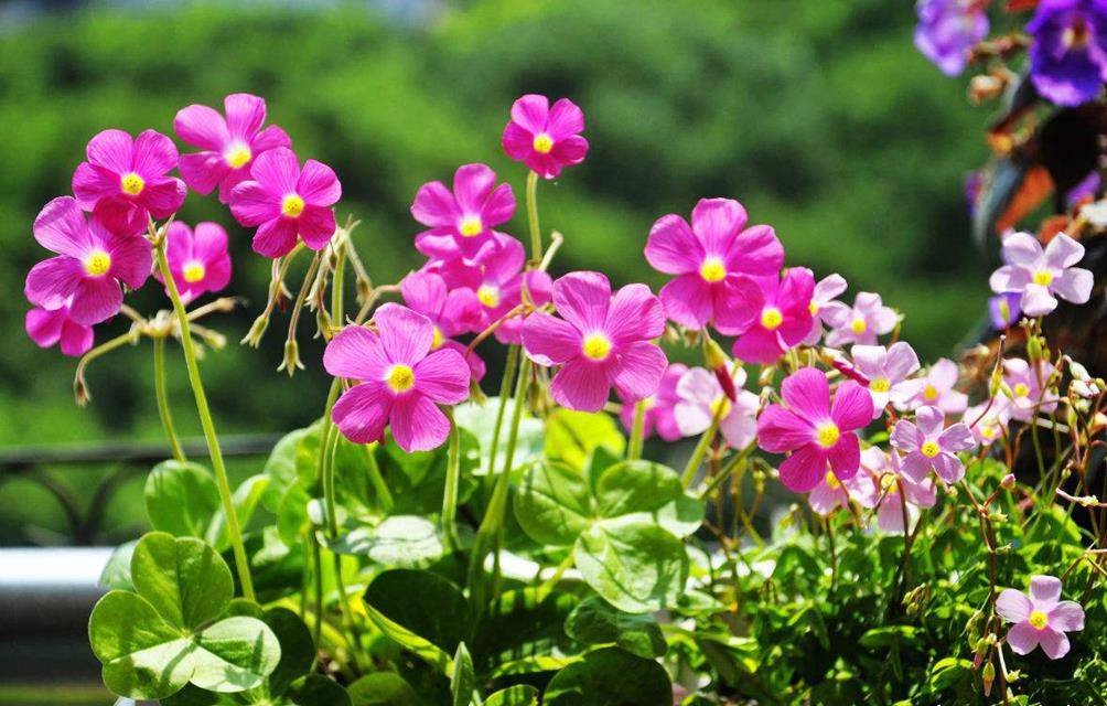 农村一种野草"水晶萝卜",若见到人采挖,别笑话:他可能是行家