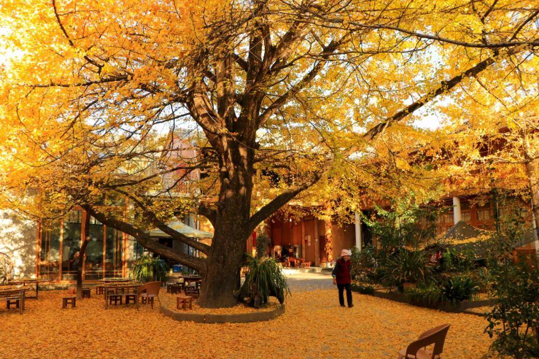 超值优惠腾冲北海湿地银杏村带你去赏云南秋天最美景色