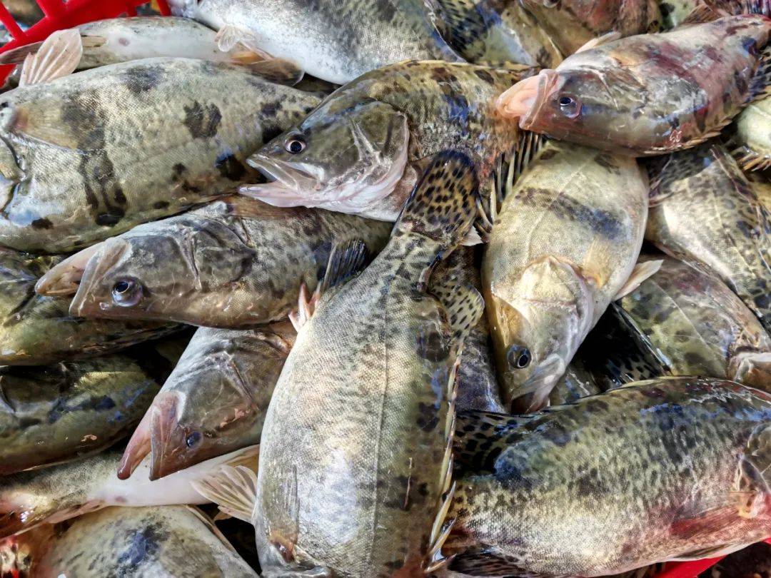 赞一个!太平养殖户用这个方法,努力养出健康鱼