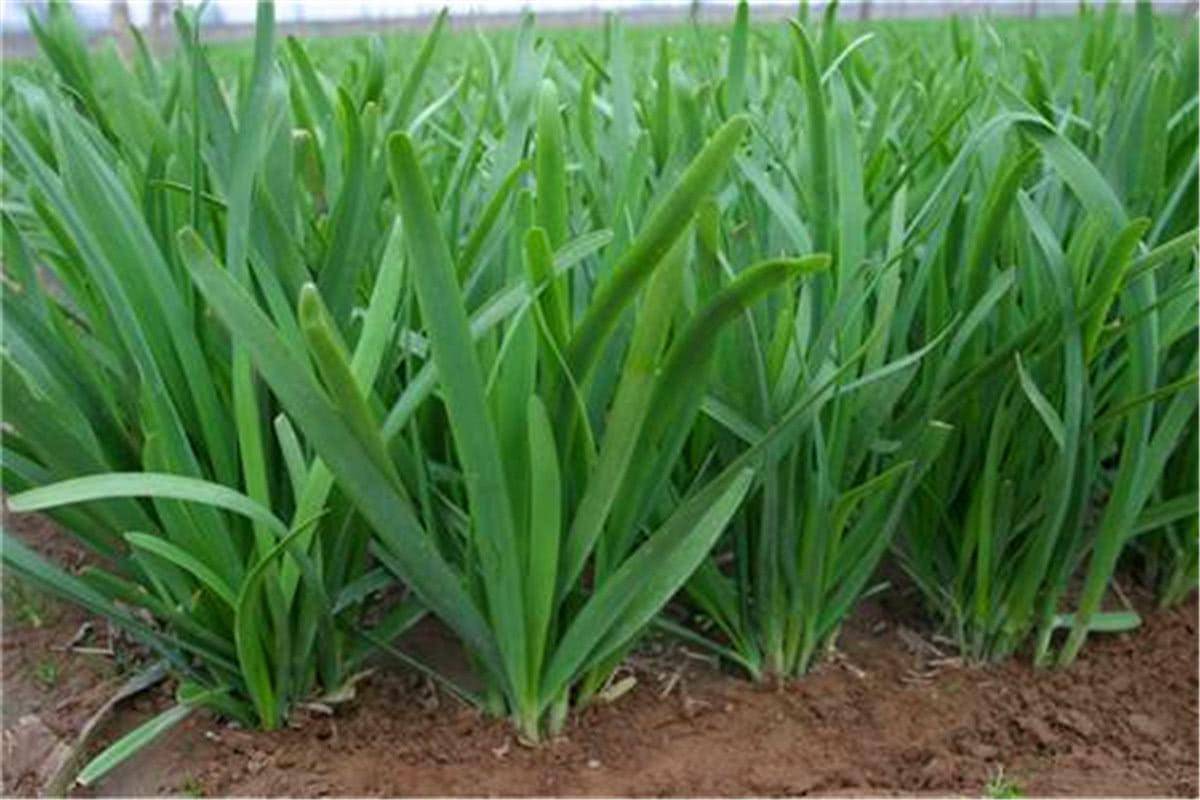 原创都说韭菜能壮阳那为什么韭菜还会在美国等地泛滥