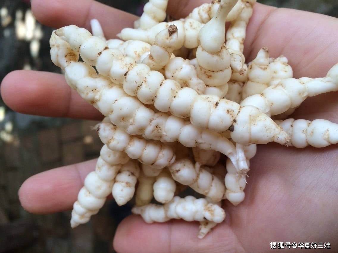这种菜长得像螺丝,南方人喜欢腌着吃,民间叫它"肺痨草"_手机搜狐网