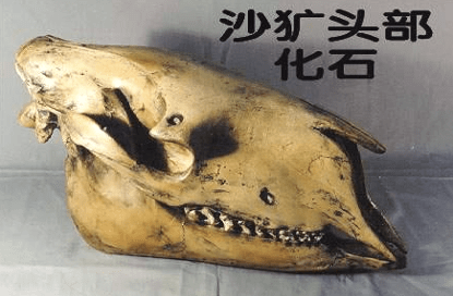 原创神农架再现驴头狼已灭绝50万年为何会再次出现