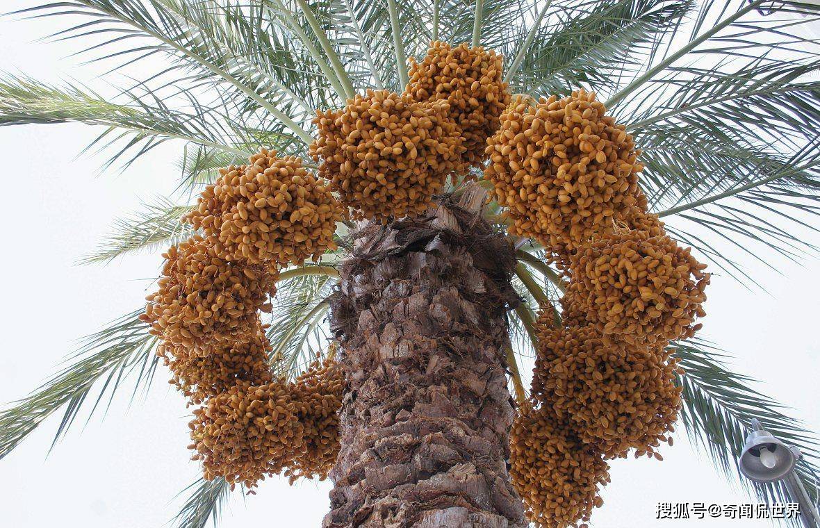 原创被称为沙漠面包挂在沙特阿拉伯国徽上这东西到底有多好吃