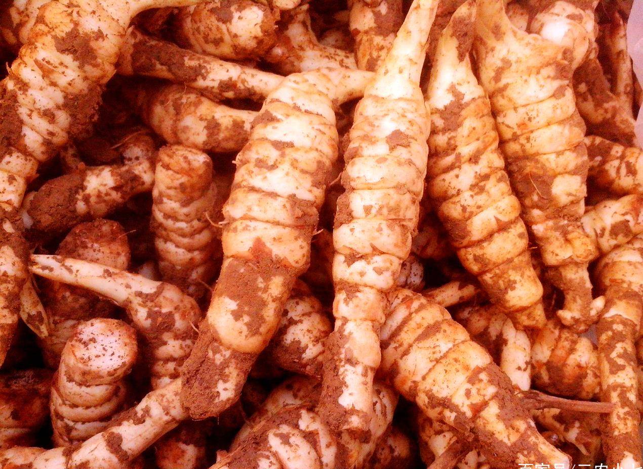 根茎像"小虫子",煎炒烹炸味道香,做泡菜也好吃_手机搜狐网