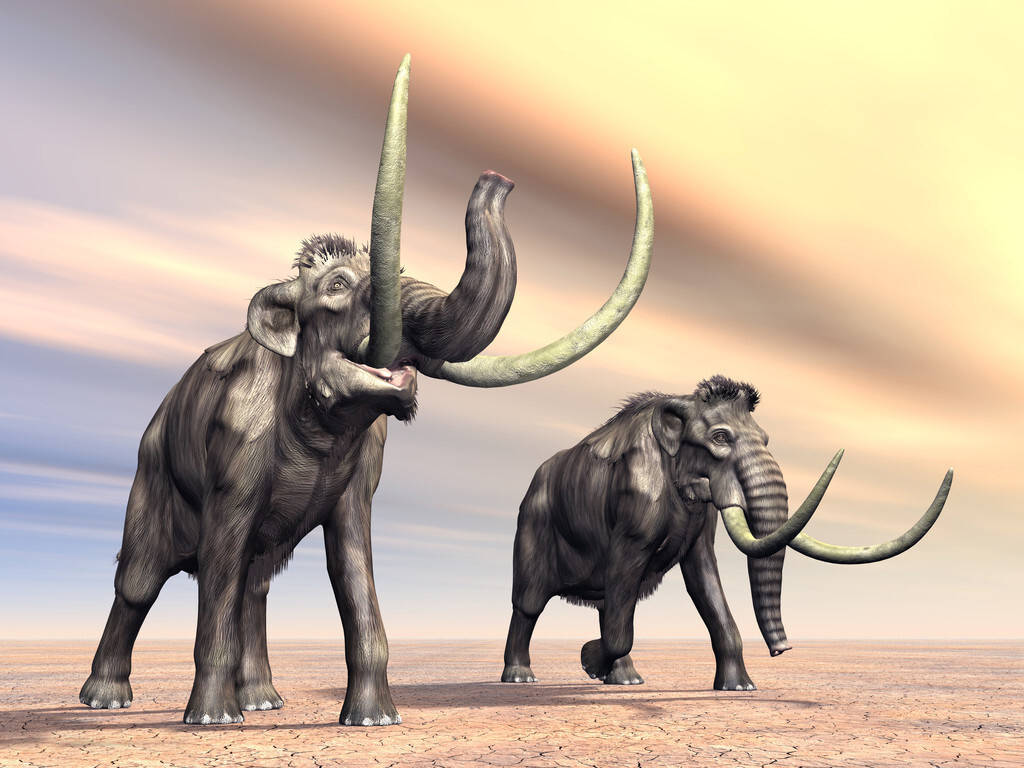科学家们发现,在猛犸象和现代大象对比后,它们的基因之间有1642个不同