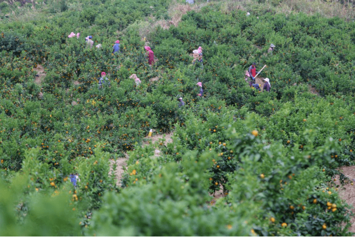 吃橘子就选象州沙糖桔,食用安全又便捷!_种植