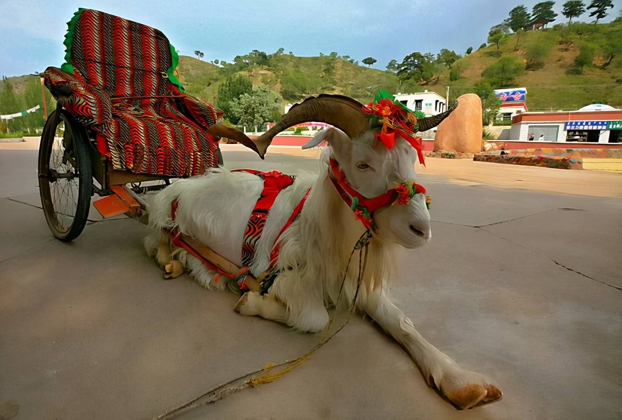 本是开国皇帝,因为拥有史上最多嫔妃,司马炎为亡国留下了隐患_手机