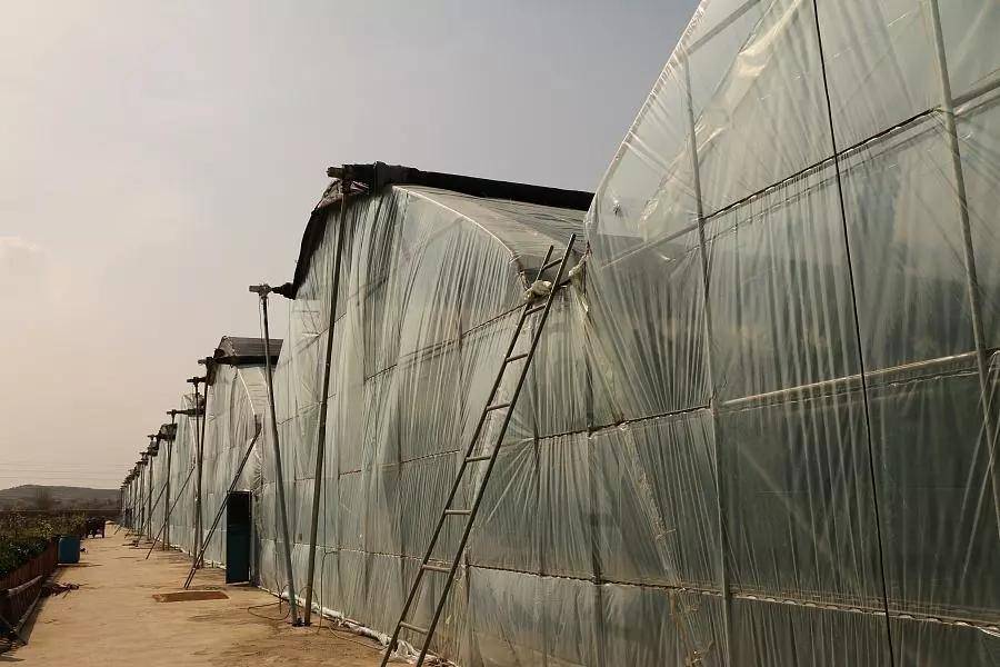 大棚樱桃种植很辛苦!不信你看