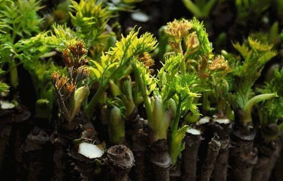 深山里最"难惹的野菜"全身带刺,却是云南桌上的宠儿!