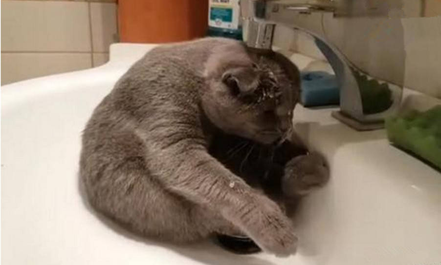 原创喵星人有洁癖弄脏爪子竟做出这反应宠主看得眼睛发直