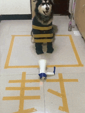 搞笑gif段子:看了四遍才明白,原来是是四胞胎