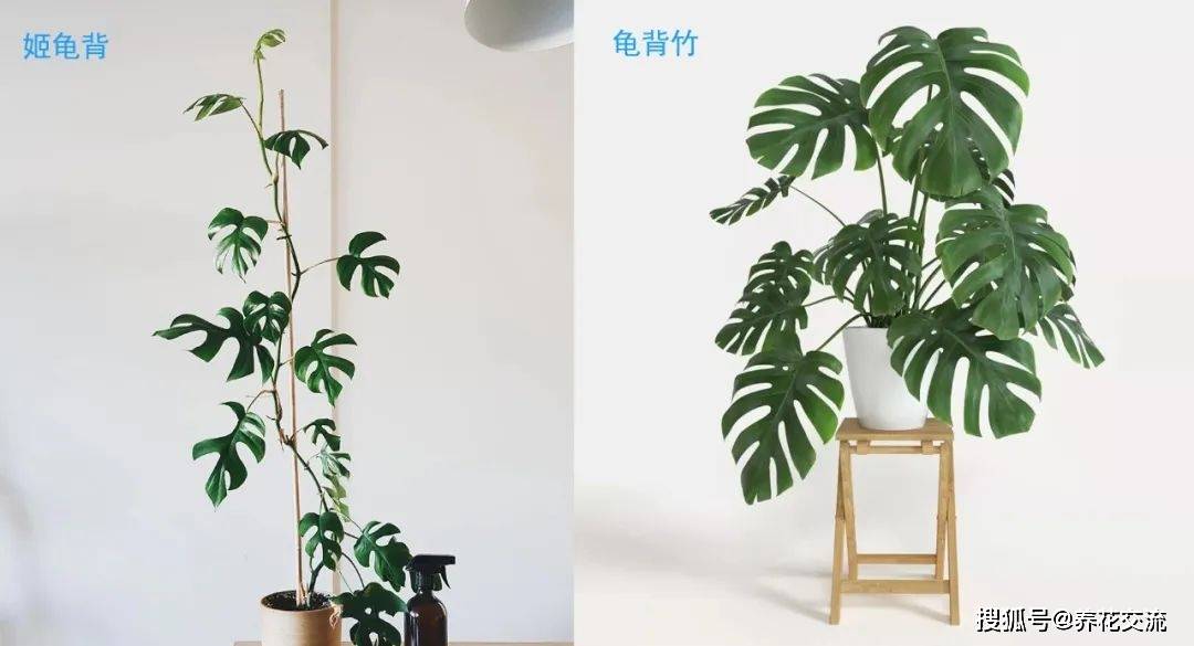 我们看一下"姬龟背"这个名字,带有一个"姬"字,意思是小,就代表着它是