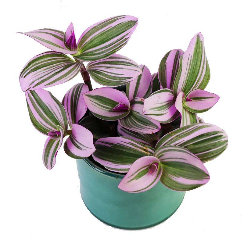 原创诗情画意的网红鸭跖草油画吊兰这么养护叶片清丽脱俗如画卷