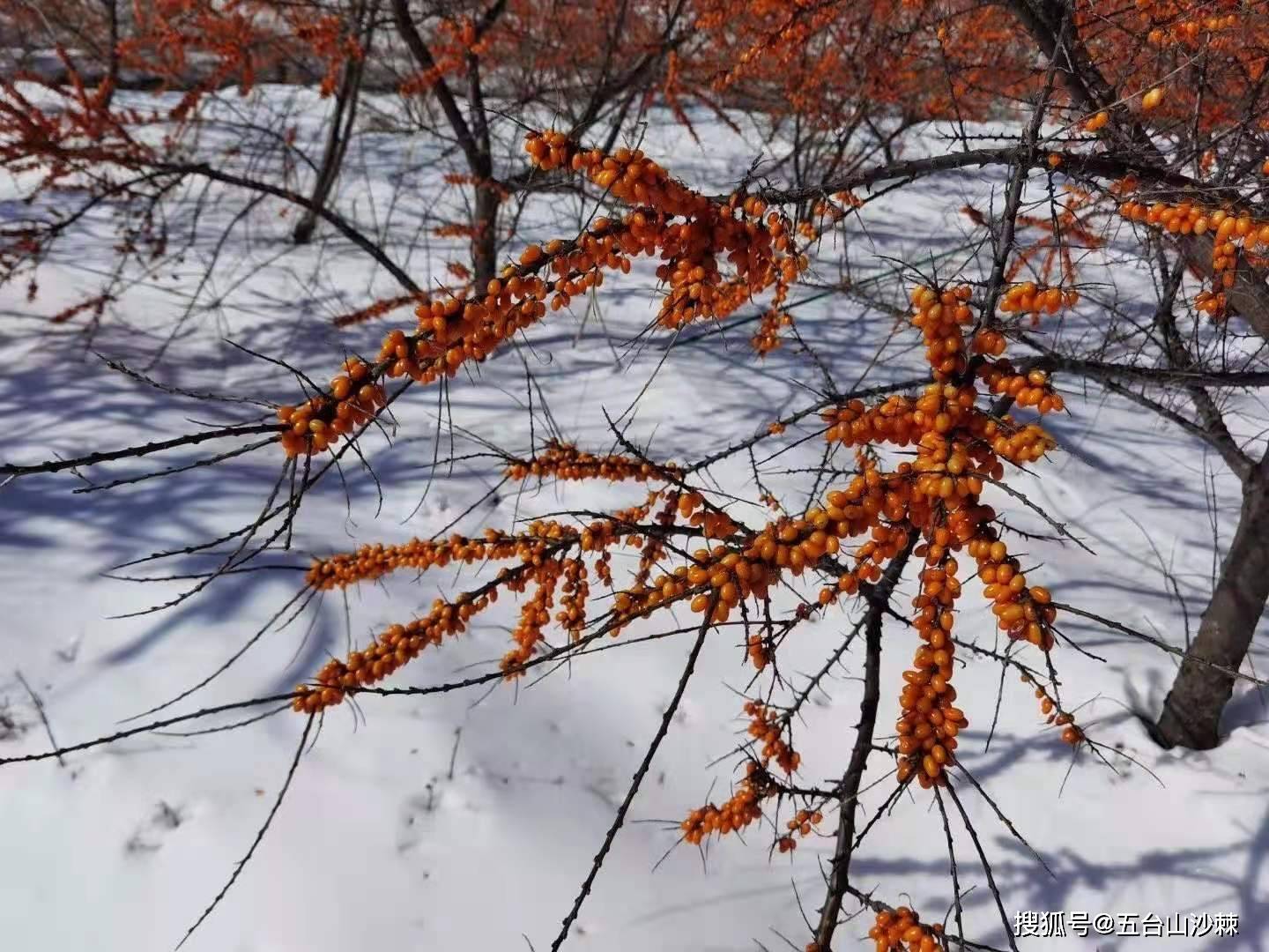 邀请丁真来看冬日里的沙棘