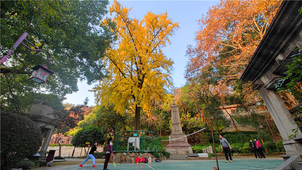 武昌起义那年栽的首义公园百年银杏