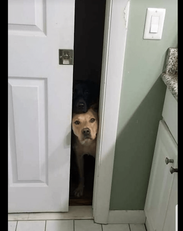 黄狗伸头看主人仔细一看后面还有一只黑狗隐藏的太好了吧