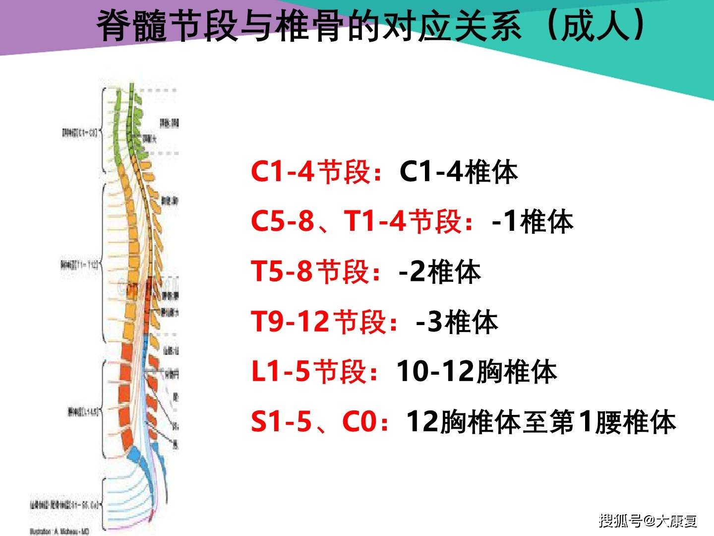 脊髓节段对应关系表图片