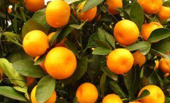 又称金柑,夏橘,金枣,寿星柑,也是柑橘类水果之一.