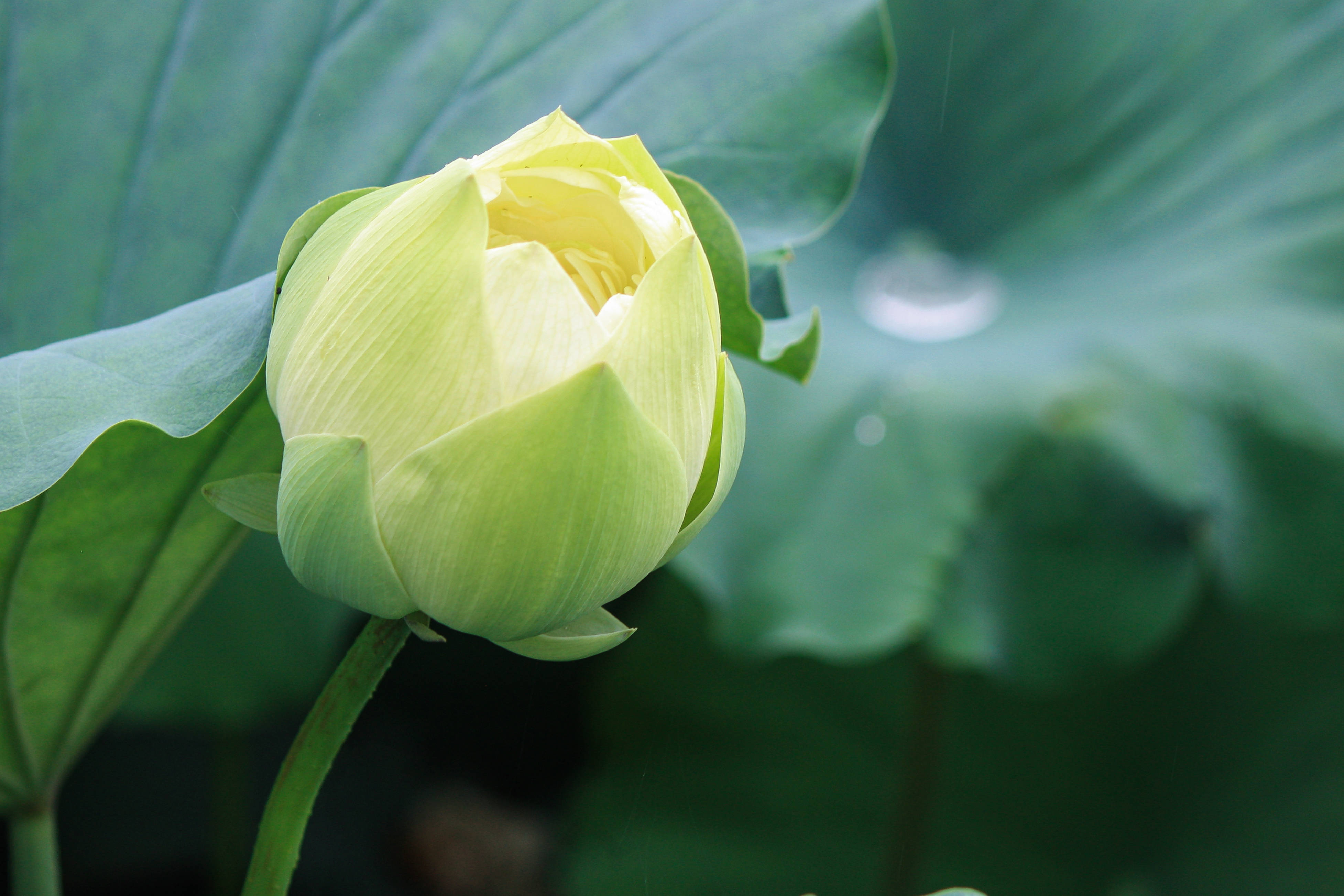 东林赏荷---家乡美_白莲