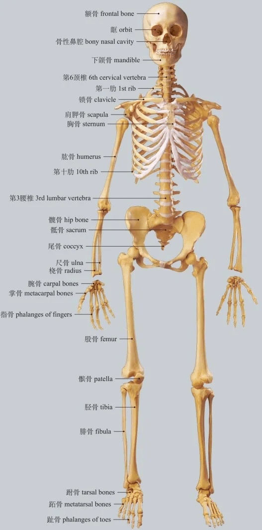 高清圖譜運動系統骨