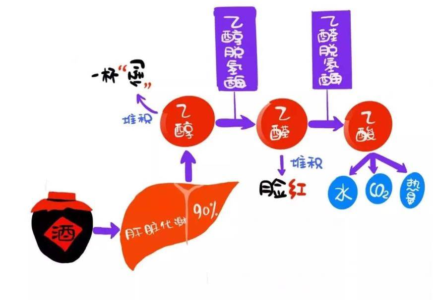 人类对于乙醇的代谢能力是其它物种的40倍以上,除了令