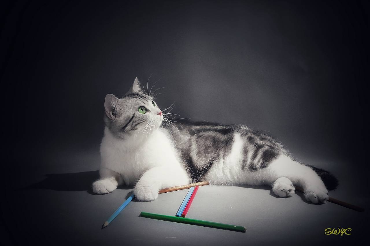 原创你了解猫卵磷脂的功效与作用吗