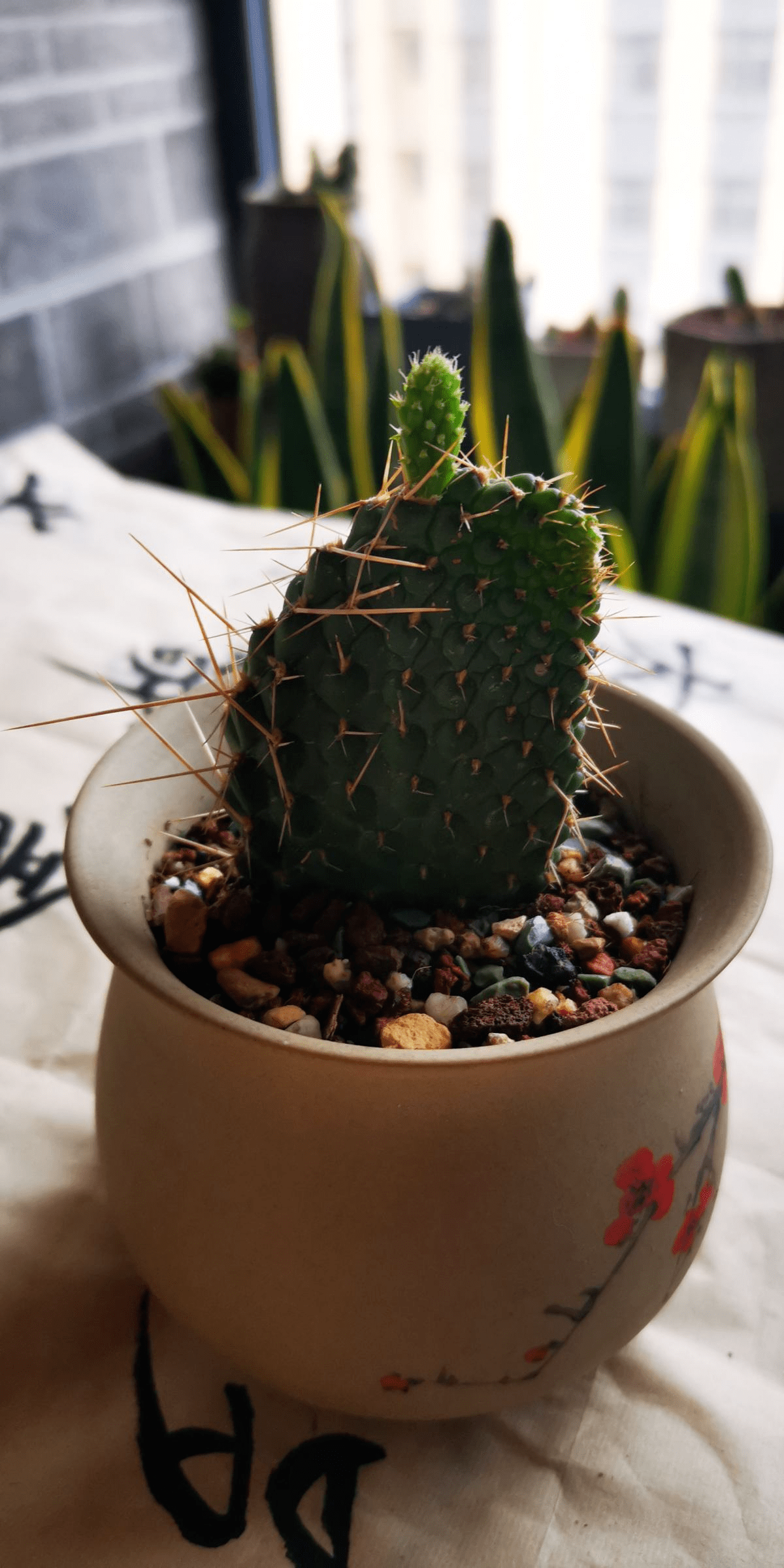 仙人掌有什么作用-仙人掌可以用来干嘛