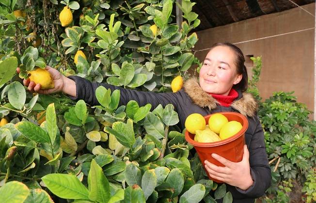 新疆库车市"扶贫柠檬"增收致富_种植