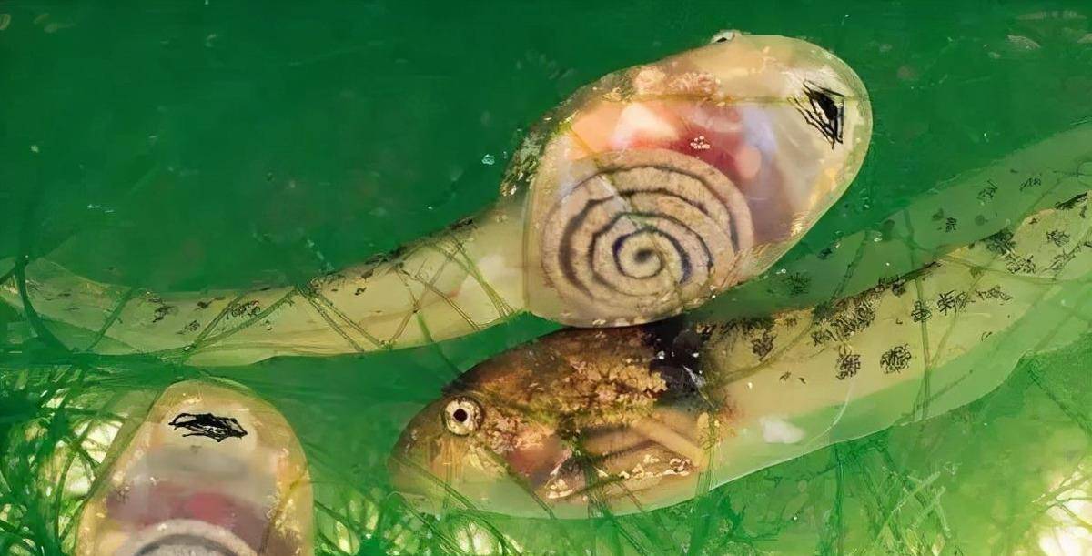 这些蝌蚪具有透明的皮肤,其螺旋形的肠道清晰可见,不知道还能不能变成