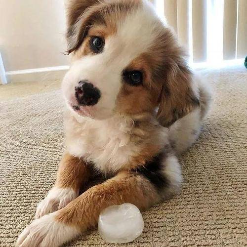 快来接受狗狗的新一轮歪头杀歪头杀背后的含义