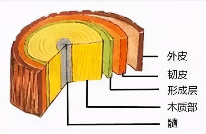 形成层的外方叫韧皮部,形成层和韧皮部是我们常说的树皮里面的两部分