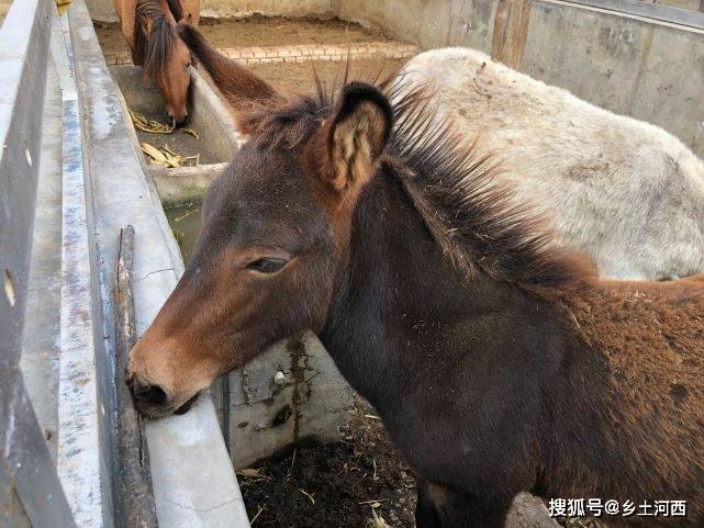 原创俗话说马看四蹄人看四相你知道四相指的是什么吗