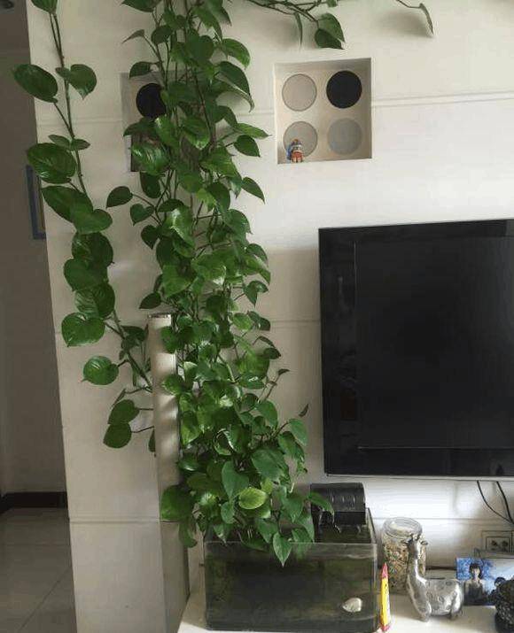 姐姐家的绿萝真是霸气外露,爬完电视墙来不急剪,还要爬窗户