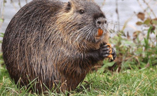 英国老鼠泛滥成灾,人鼠大战英国完败,专家:变异成"抗体鼠"了
