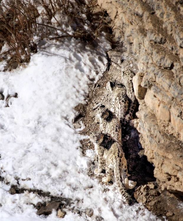 分辨一下:聪明的雪豹在山涧中完美伪装自己,你能找到它吗?