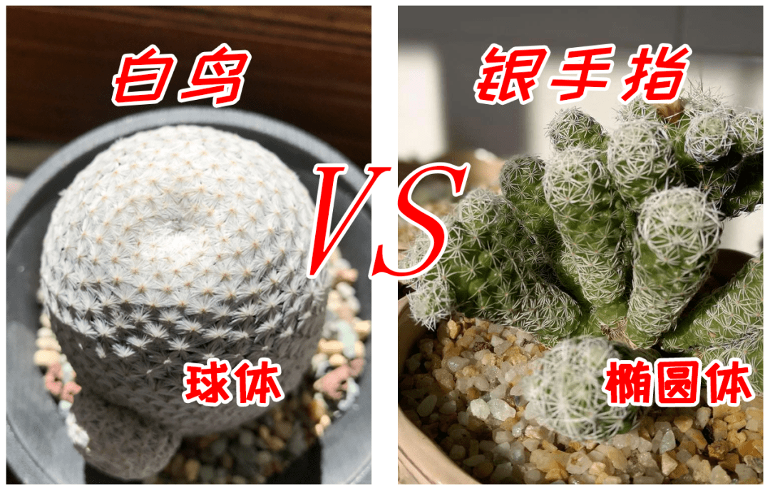 原创你确定认识白鸟多肉吗白鸟和银手指天壤之别别被骗交智商税了