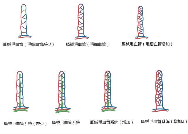 心血管系统高清矢量图汇总心内科医生必备