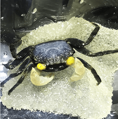 拿恶魔蟹当宠物,你就是这条街最靓的仔!